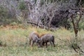 Two warthogs in wild nature Royalty Free Stock Photo