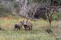Two warthogs in wild nature Royalty Free Stock Photo