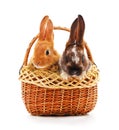 Two wary rabbits in a basket