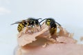 Two wasps are eating ham on a white plate at an outdoor dinner, in late summer they can become nuisance and dangerous for allergy