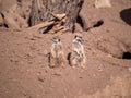 Watchful Meerkats Royalty Free Stock Photo