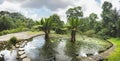 Two Water Banana In The Middle of Pond. Typhonodorum lindleyanum on Dirty Fishing Swamp