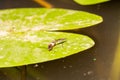 Two water beetles Gerridae, sit on a water lily and eat the fly larva