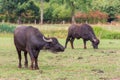 Two water buffaloes grazing in dutch meadow