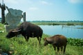 Two water buffaloes standing by the pond Royalty Free Stock Photo