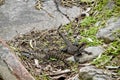 Water dragon lizards