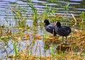 Two water hens stand among water and grass.