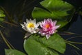 Two Water Lilies with Green lily pads Royalty Free Stock Photo