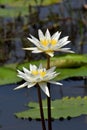 Two water lillies
