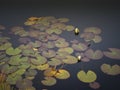 two water lily