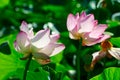 Two water lily flowers Royalty Free Stock Photo