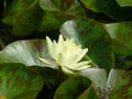 Water lily with leaves Royalty Free Stock Photo