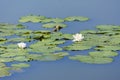 Two Water lily in a village pond Royalty Free Stock Photo