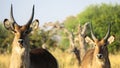 Two waterbuck Kobus ellipsiprymnus at Khwai river, Okavango Delta, Botswana Royalty Free Stock Photo