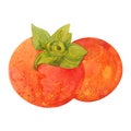 Two watercolor persimmons