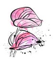 Two watercolor pink Calla Lily flowers on white background Royalty Free Stock Photo