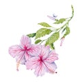 Two watercolor pink hibiscus flowers on green branch. Hand painted blossoms isolated on white background. Realistic floral Royalty Free Stock Photo