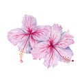 Two watercolor pink and white hibiscus flowers. Hand painted blossom isolated on white background. Realistic delicate floral Royalty Free Stock Photo