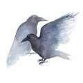 Two watercolor ravens on white