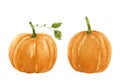 Two watercolor ripe autumn pumpkins isolated on white background Royalty Free Stock Photo