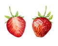 Two watercolor strawberries isolated on white background