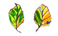 Two watercolor stylized graphic autumn leaves