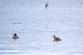 Two waterfowl birds Great Crested Grebes swim in the lake