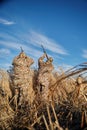 Two waterfowl hunters aiming into sky with rifles Royalty Free Stock Photo