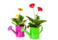 Two watering cans with Gerber flowers Royalty Free Stock Photo