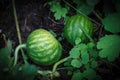 Two watermelons Royalty Free Stock Photo