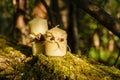 Two wax candles on an old log in the forest Royalty Free Stock Photo