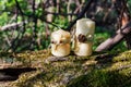 Two wax candles on an old log in the forest Royalty Free Stock Photo