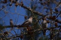 Waxwing birds sits on the branch in the forest Royalty Free Stock Photo
