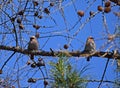Two waxwing birds sits on a tree branch Royalty Free Stock Photo