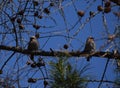 Two waxwing birds sits on a tree branch Royalty Free Stock Photo
