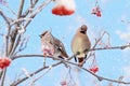 Two waxwings