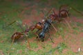 Two weaver ants attacking a black ant