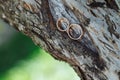 Two wedding gold rings on tree branch with bark texture close-up