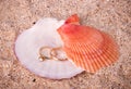 two wedding golden rings on shell