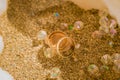 Two wedding ring on sand in a shell Royalty Free Stock Photo