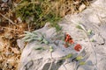 Two wedding rings for the bride and groom on a large stone with an olive tree sprig and lingonberries on a background of