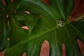 Two wedding rings on a green monstera leaf. Royalty Free Stock Photo