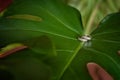 Two wedding rings on a green monstera leaf. Royalty Free Stock Photo