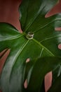 Two wedding rings on a green monstera leaf. Royalty Free Stock Photo