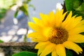 Two wedding rings lie on a large sunflower. Royalty Free Stock Photo