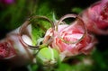Two wedding rings on pink rose flower Royalty Free Stock Photo