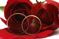 Two wedding rings and a red roses.