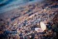 Two wedding rings in shell Royalty Free Stock Photo