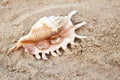 Two wedding rings in a shell on the sand. Wedding ring on the shell by the beach Royalty Free Stock Photo