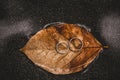 Two Wedding Rings On Surface Of Brown Autumn Leaf On Water